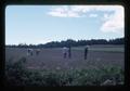 Agricultural laborers hand hoeing field, Oregon, 1976