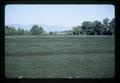 Mint field south of Monroe, Oregon, July 1981