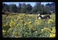 Tansy ragwort with horses in pasture near Toledo, Oregon, circa 1973