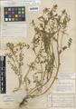 Astragalus umbraticus Sheldon