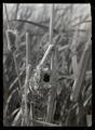 Tule wren nest