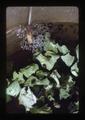 Closeup of snails in bowl of lettuce, Corvallis, Oregon, 1975