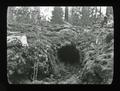 Tree "tunnel" in lava - St. Helens