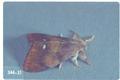 Orgyia antiqua (Rusty tussock moth)