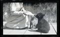 Irene Finley feeding a bear cub and cougar kitten