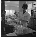 A student working in a Home Economics research lab, February 1964