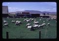 Sheep, Klamath Falls, Oregon, September 1972