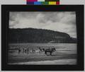 Men seining with horses at edge of Columbia River. Small boat in foreground. Steamboat on far side of river. (recto)