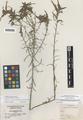 Castilleja linearifolia Benth. forma omnipubescens Pennell