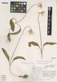Erythronium elegans P.C. Hammond & K.L. Chambers