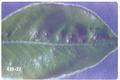 Epitrimerus pyri (Pear rust mite)