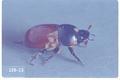 Nematode on scarab beetle