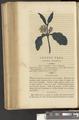 A New Family Herbal or Familiar Account of the Medical Properties of British and Foreign plants also their uses in Dying and the Various Arts arranged according to the Linnaean System [p234]