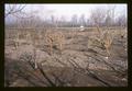 Flood damage to cherry orchard, 1965