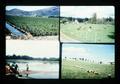 Composite slide of cranberry bog, sheep, cattle, and crops, 1976