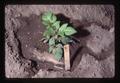 Closeup of virus-free potato line B6-1, Oregon State University, Corvallis, Oregon 1976