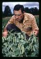 Jim Baggett examining peas, Oregon State University, Corvallis, Oregon, circa 1972