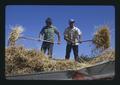 Pitching bundles of hay at Dufur Threshing Bee, Dufur, Oregon, August 1972