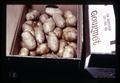 Potatoes in cardboard box at Gourmet Food Products, Inc., Metolius, Oregon, February 1972