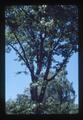 Oak tree at Henderson home, Corvallis, Oregon, September 1987
