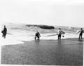 Men with nets fishing for Sea Smelt