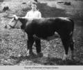 Berea student and steer