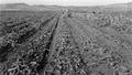 Russet potato harvesting