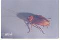 Periplaneta americana (American cockroach)
