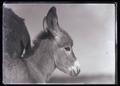 Portrait of a burro