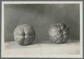 Pears, 1931