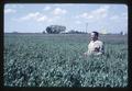 Dr. Wilson Foote in wheat field on Jackson Farm, 1966