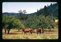 Horses at Gray Farm, Benton County, Oregon, circa 1973