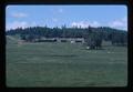 Sheep, south Benton County, Oregon, March 1974