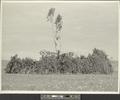 Finished Sundance Lodge (diptych), Crow Agency, Montana (recto)