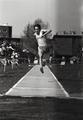 1981 triple jump