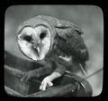 Barn Owl