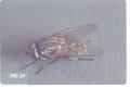 Musca autumnalis (Face fly)