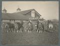 Draft horses inspection formation, circa 1910