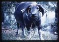 Thai water buffalo, circa 1965