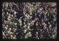 Closeup of red clover seed field, Oregon, 1979