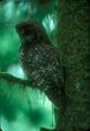 Spotted owl on tree