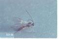 Aphidius smithi (Aphid wasp)
