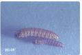 Crambus tutillus (Sod webworm)
