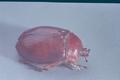 Pleocoma minor (Rain beetle)