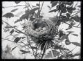 Western flycatcher nest