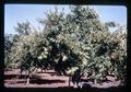 Prune trees in Meyer orchard, Oregon, 1967