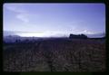 Orchard with Mt. Hood, Mid-Columbia Branch Experiment Station, Hood River, Oregon, circa 1965