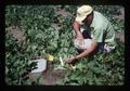 Jim Baggett with bean selection 4899-2, Oregon, August 1977