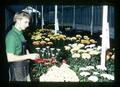 Graduate student at Clackamas greenhouse, Portland, Oregon, circa 1972