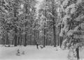 Snowshoeing through Ponderosa pine timber, Fremont National Forest